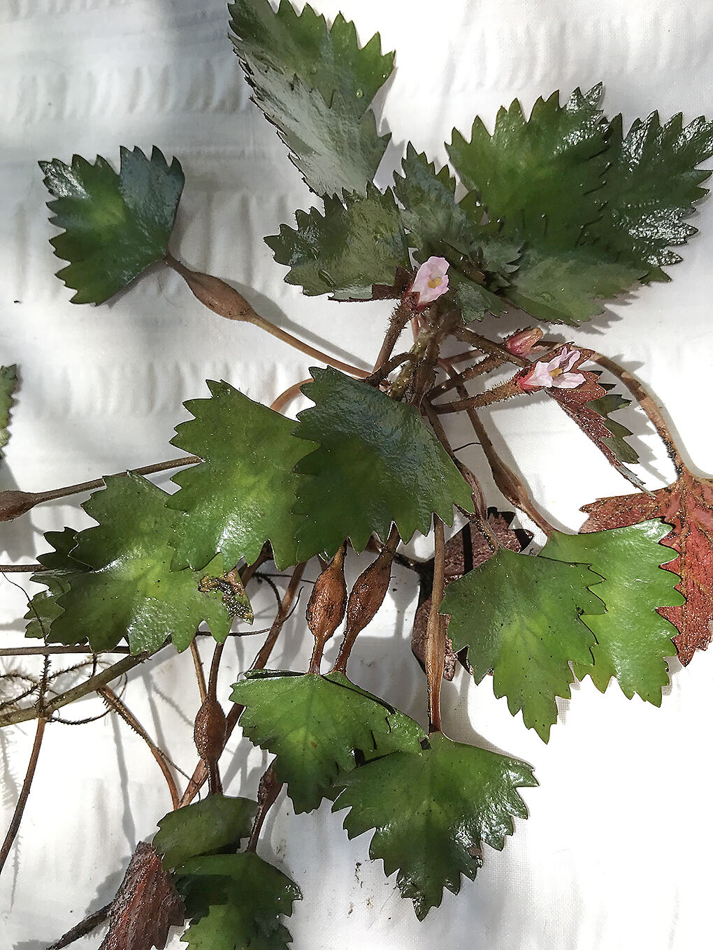 Invasive water chestnut
